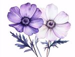 兩朵水彩銀蓮花綻放圖