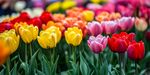 五彩斑斕的郁金香花海