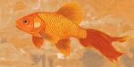 金色金魚游弋于云紋間