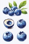 水彩風(fēng)藍(lán)莓插畫(huà)