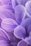 夢(mèng)幻紫色花瓣特寫