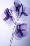 夢幻紫色花朵藝術(shù)攝影圖