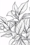 手繪植物枝葉黑白插畫