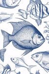 海洋魚(yú)類(lèi)手繪圖案集合