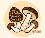 羊肚菌插畫(huà)