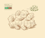 手繪生姜矢量圖