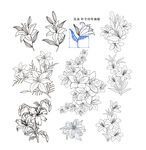 百合花卉鳥(niǎo)類線稿插畫(huà)素材