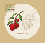 大紅棗手繪矢量線稿圖