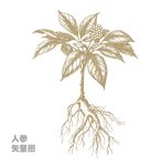 人參植物插畫