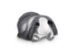 可愛小免子插畫