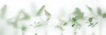 霧氣磨砂膜效果綠植貼圖 