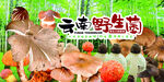 云南野生菌