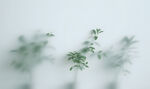 霧氣磨砂膜效果綠植貼圖