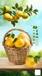 葡萄柚