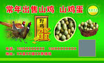 常年出售山雞蛋