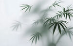 霧氣磨砂膜效果綠植貼圖