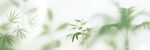 霧氣磨砂膜效果綠植貼圖