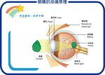眼睛的成像原理