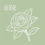 山茶花線條插畫