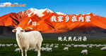 內(nèi)蒙古草原上的羊