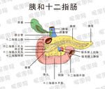胰和十二指腸解剖示意圖