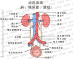 腎臟及泌尿系統解剖圖
