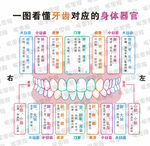 牙齒對應身體器官海報