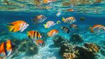 暢游海底的多彩熱帶魚(yú)