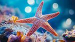 海底海星 夢幻的海洋精靈