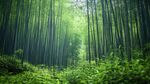 翠綠竹林 靜謐自然之境