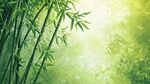 陽光照耀下的翠綠竹林