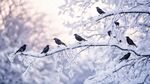 雪枝上的群鳥(niǎo)