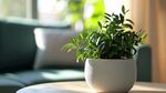 室內(nèi)綠植裝點溫馨空間