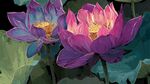 夢幻雙生紫蓮花綻放