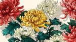 多彩菊花綻放圖