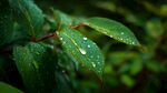 雨后綠葉露珠晶瑩剔透
