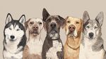 五只萌犬的可愛肖像畫
