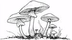 手繪蘑菇群插畫