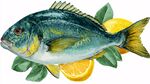 水彩繪鮮魚配檸檬綠葉