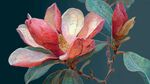嬌艷玉蘭花綻放枝頭