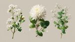 三株白花綠植清新插畫