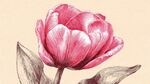 手繪粉色郁金香花朵圖