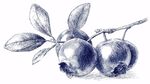手繪藍莓果枝圖