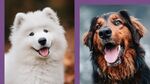 兩種萌犬特寫
