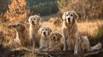 五只金毛犬的秋日時光