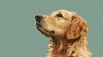 仰望的金毛犬