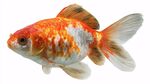 橙白相間金魚優(yōu)雅姿態(tài)