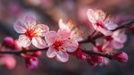 枝頭粉嫩杏花綻放