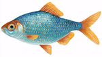藍(lán)色斑紋小魚插畫