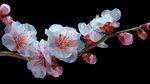 夢(mèng)幻幾何風(fēng)綻放的桃花枝
